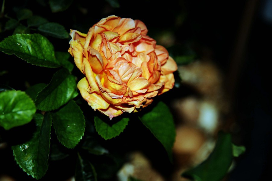 DSC_0562_����.jpg