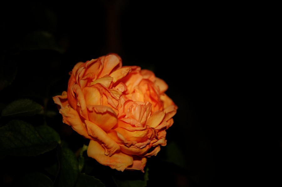 DSC_0560_����.jpg