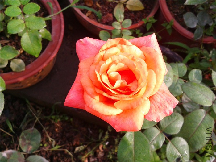 2015-06-23 07.17.11.jpg