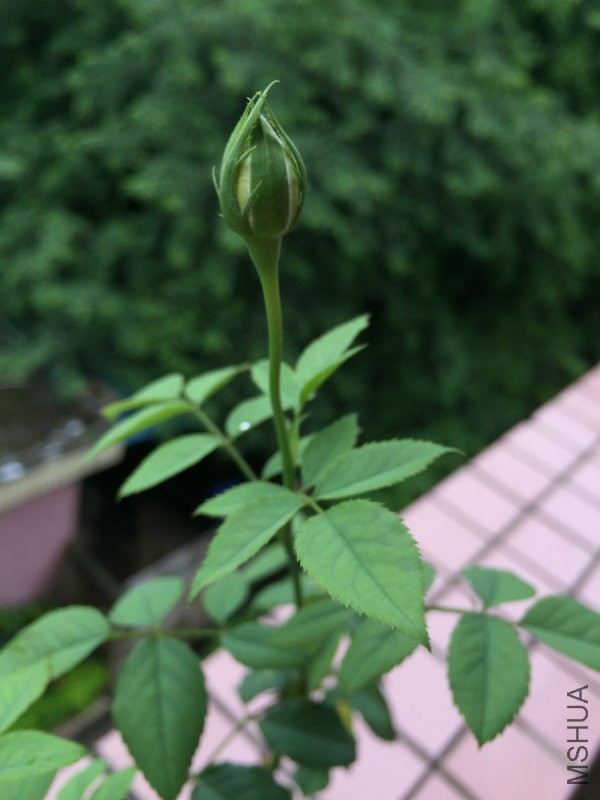 142940efkjnuhl3fh36hmh.jpg