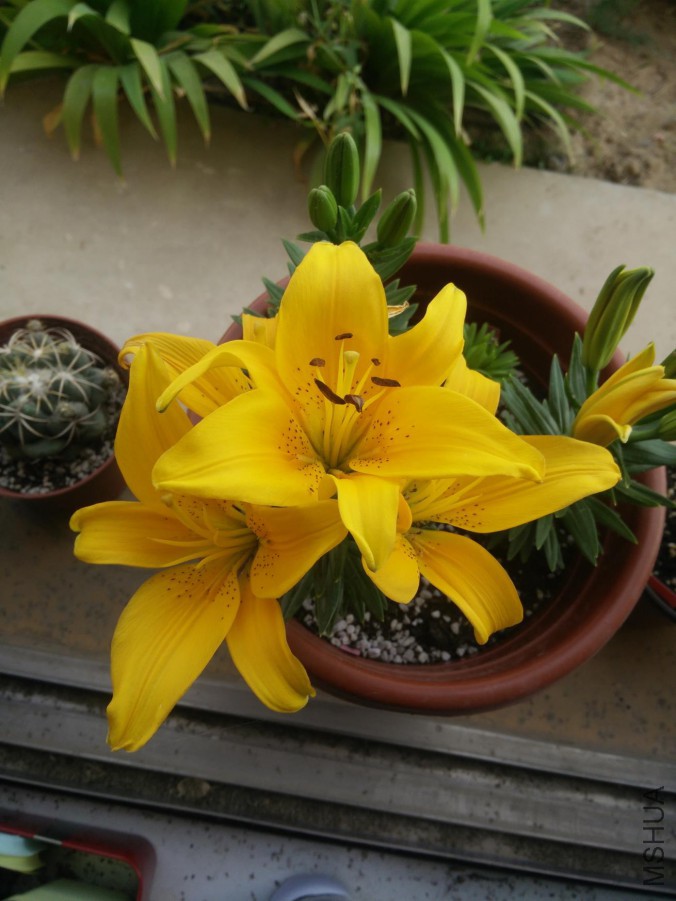 IMG20150530171952.jpg