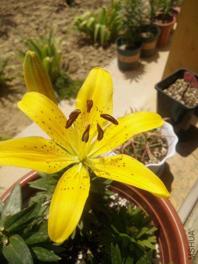 IMG20150611122022.jpg