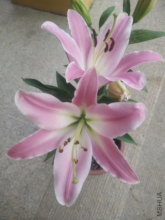 IMG20150624185509.jpg