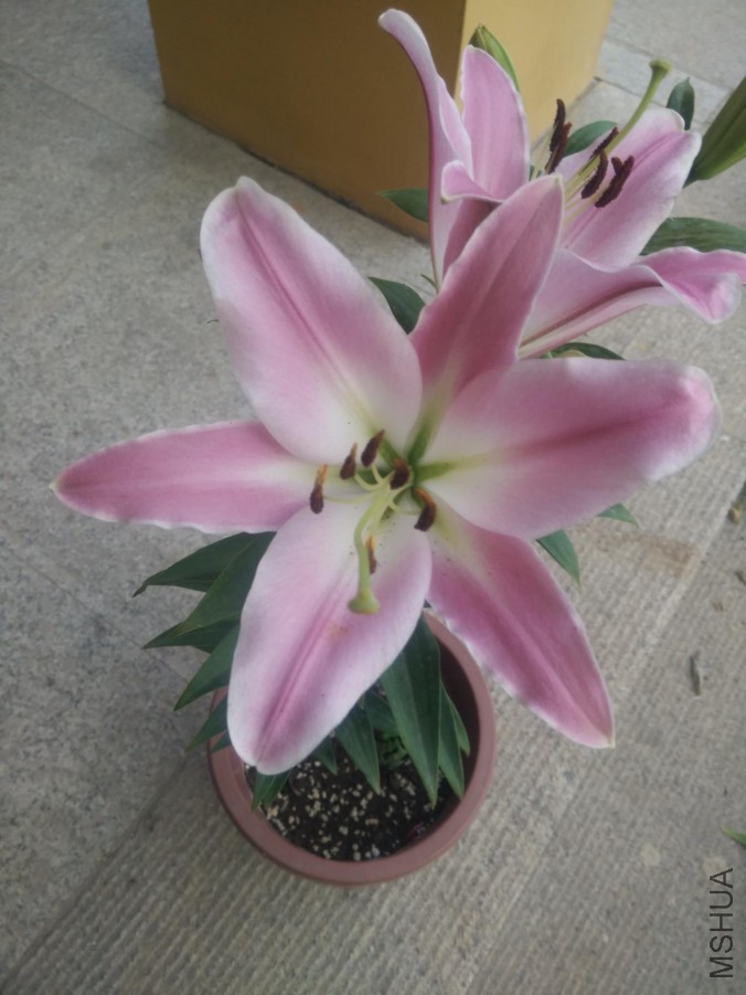 IMG20150624185513.jpg