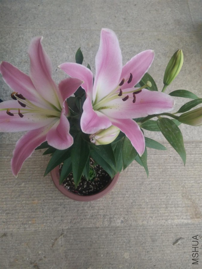 IMG20150624185529.jpg