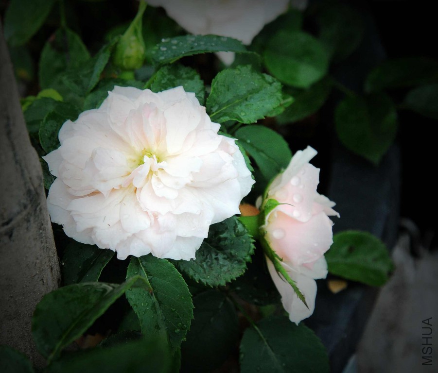 DSC_0830_����.jpg