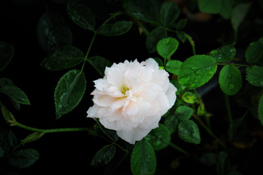 DSC_0826_����.jpg