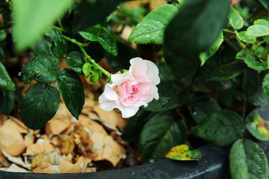 DSC_0806_����.jpg