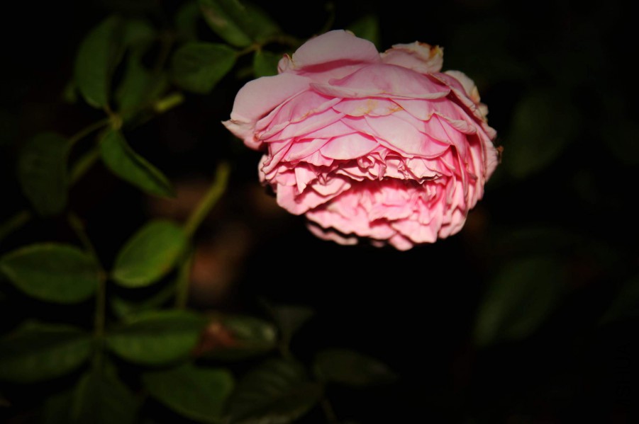 DSC_0549_����.jpg