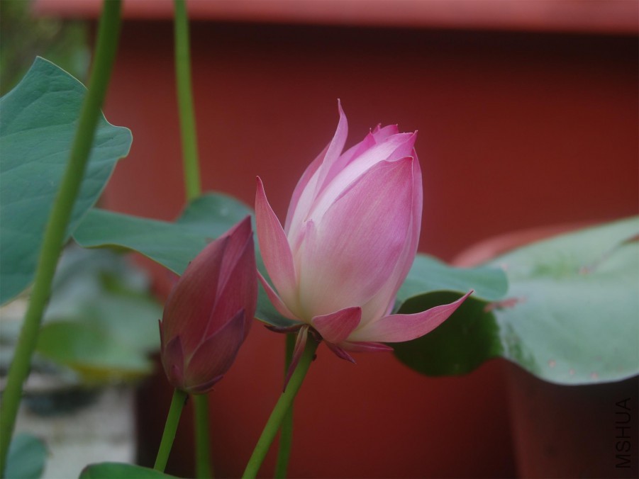 DSC_0108.JPG