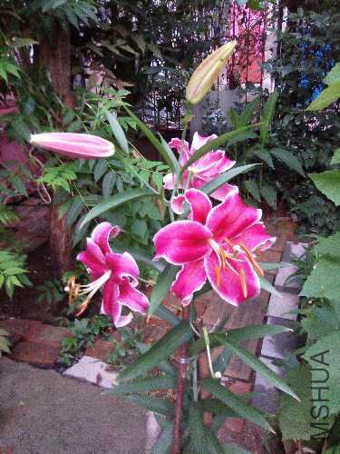 IMG_20150625_193407.jpg