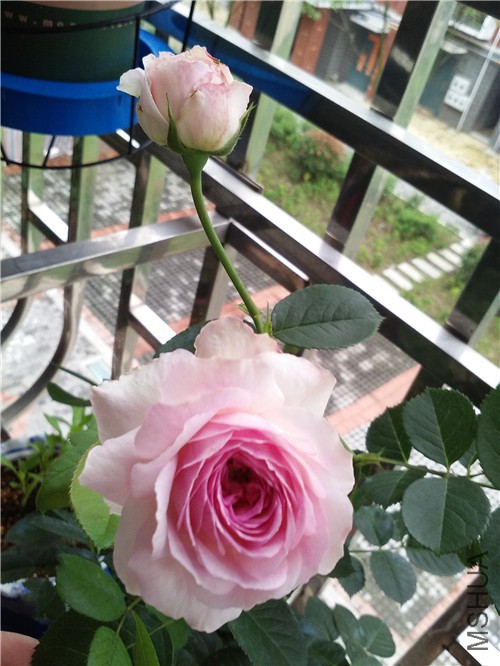 IMG_20150610_082831.jpg