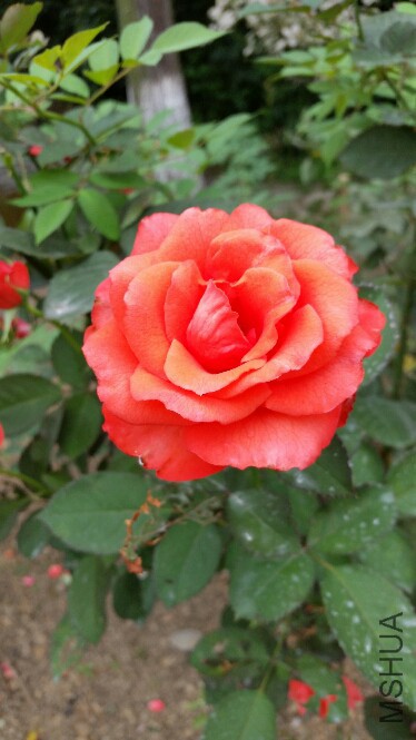 2015-06-25 13.49.38.jpg
