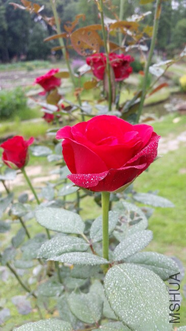 2015-06-25 13.50.18.jpg