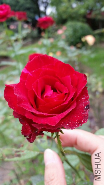 2015-06-25 13.50.41.jpg