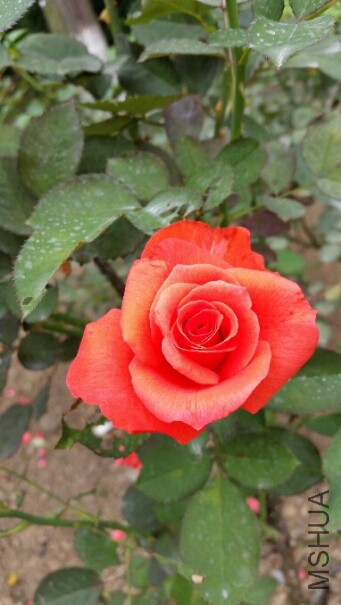 2015-06-26 13.18.32.jpg