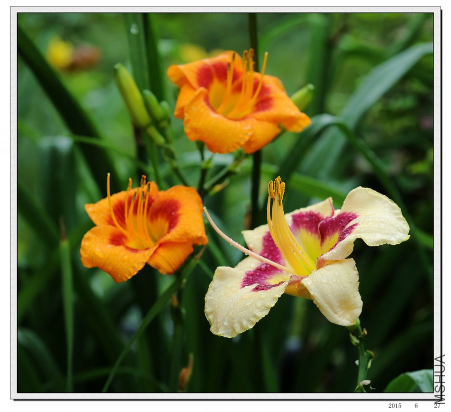 2015062705.jpg