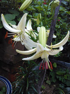 IMG_20150620_085559.jpg