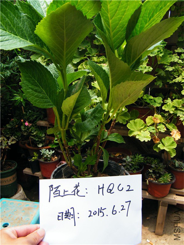 DSCF2369_��ͼ��.jpg