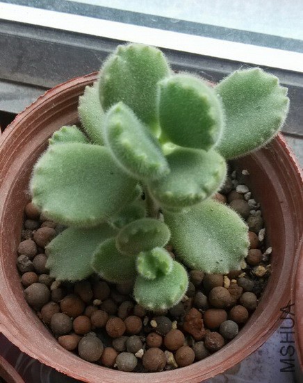 ǰһ��û��ͷ��С����