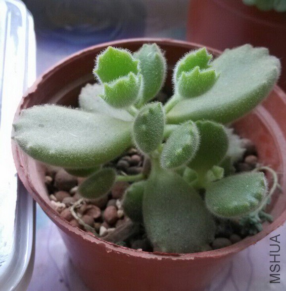 ͽ�˿�ͷ�󲻾õ�С����