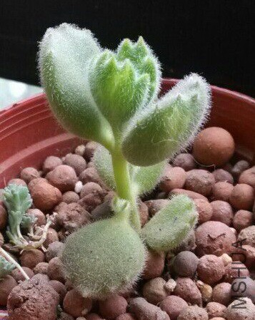 �ܿ�������С������