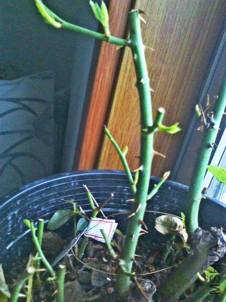 �Ѿ�����ѿ��