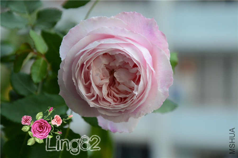 DSC_2866.jpg