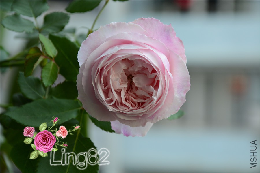 DSC_2867.jpg