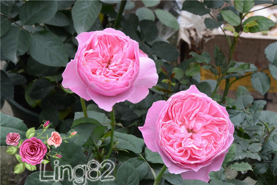 DSC_3645.jpg