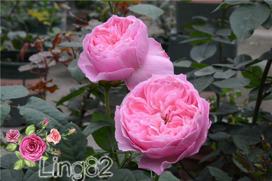 DSC_3646.jpg