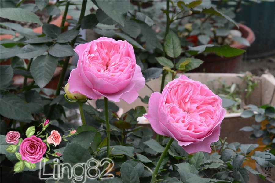 DSC_3647.jpg
