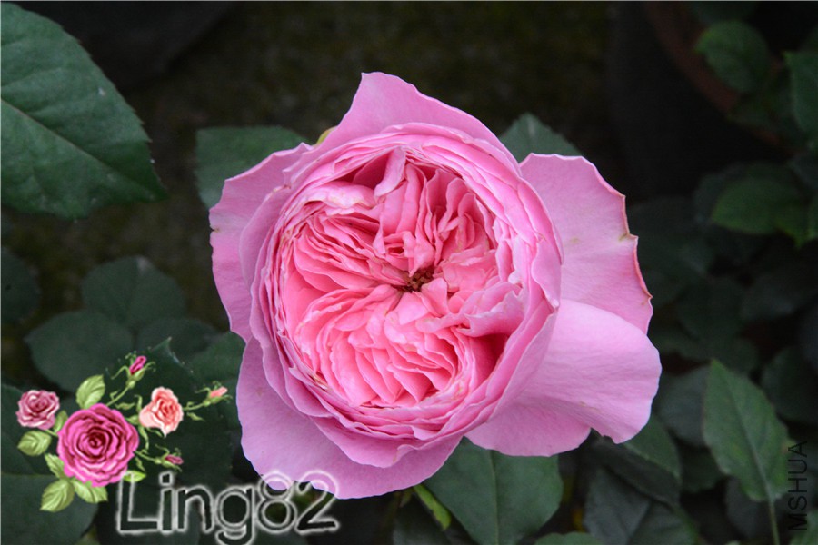 DSC_3648.jpg