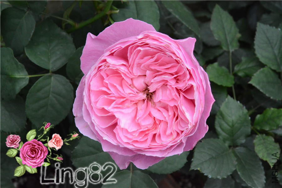 DSC_3649.jpg