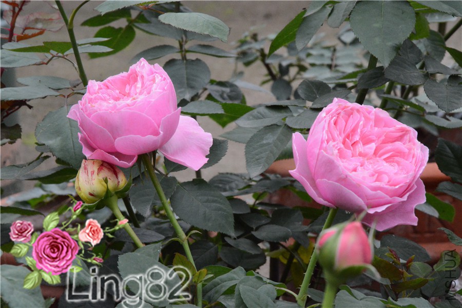 DSC_3651.jpg
