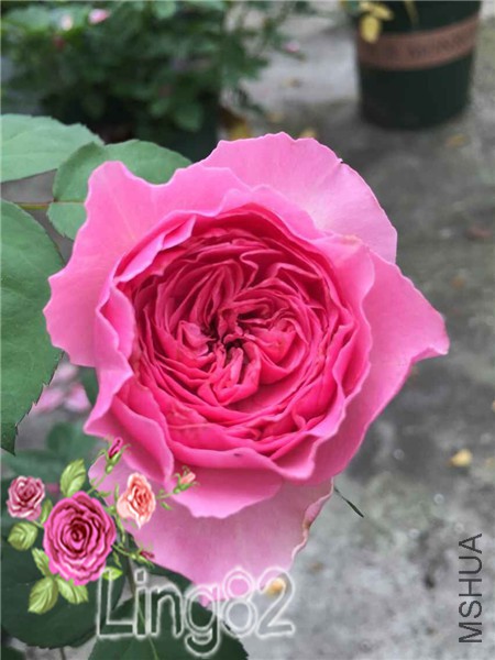 ���С��ͼ��һ��ɫ�û�У�ʵ��Ϳ���������