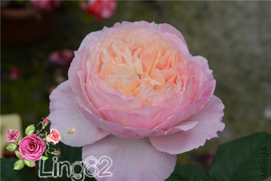 DSC_3608.jpg