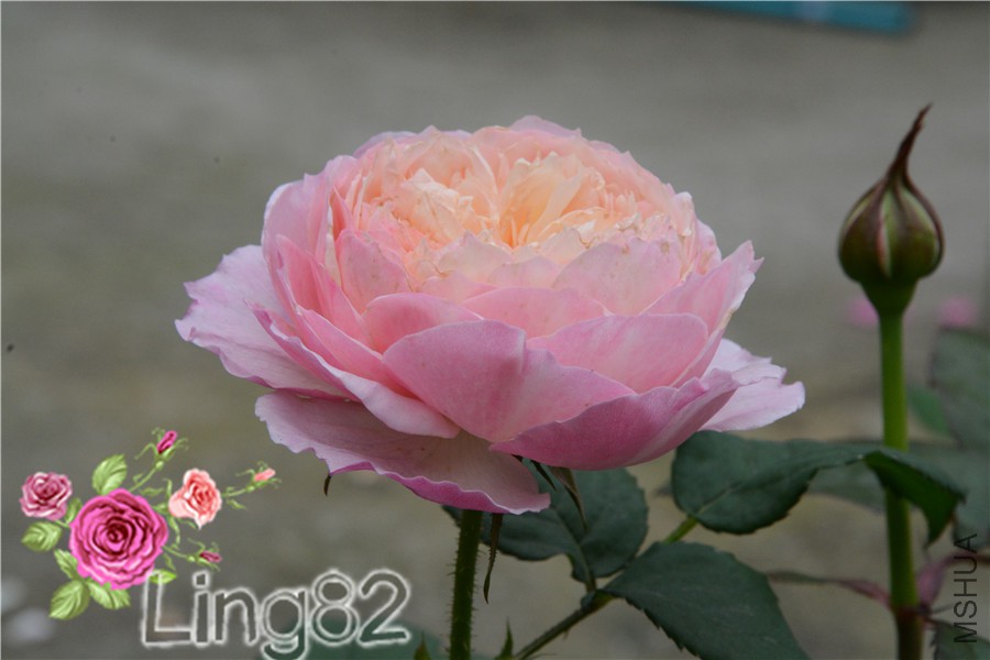 DSC_3610.jpg