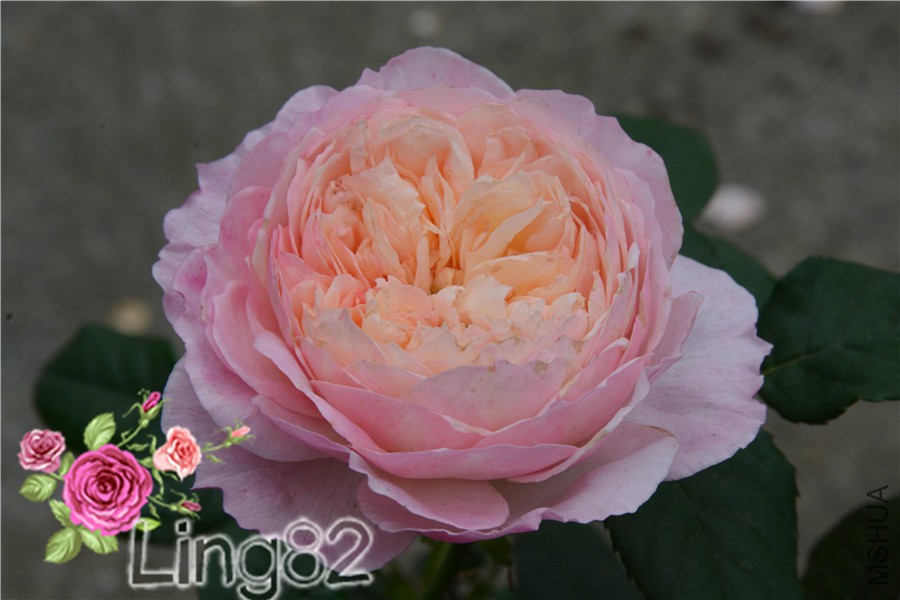 DSC_3612.jpg