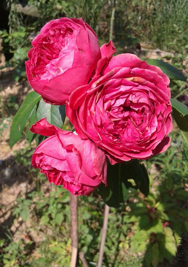 20150627_163146.jpg