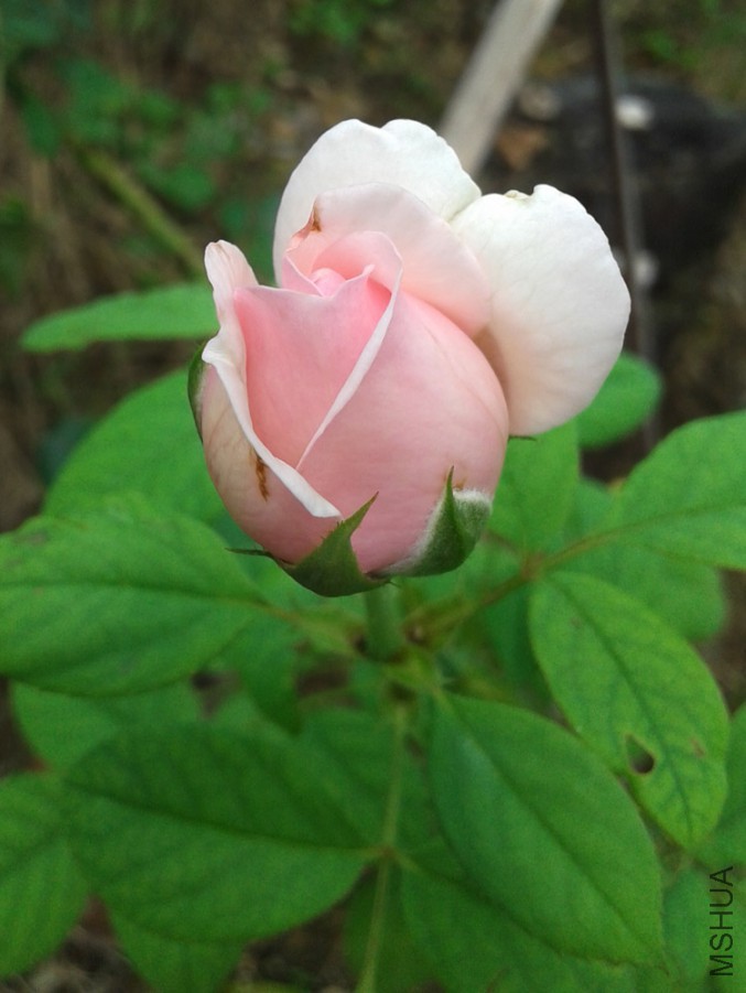 20150628_114223.jpg
