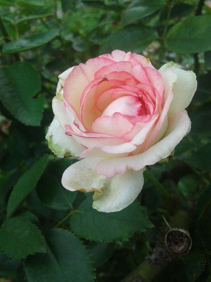 20150628_133638.jpg