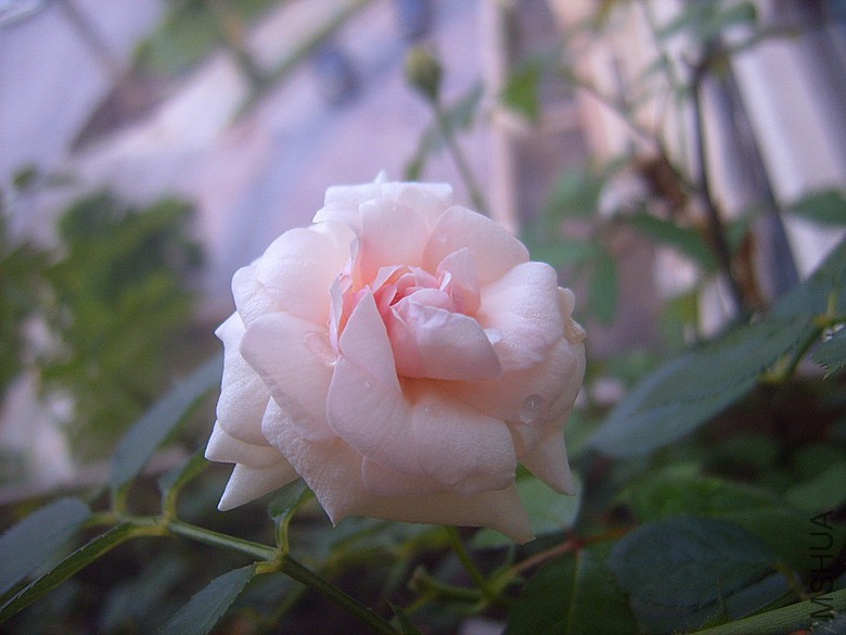SUC50006_����.jpg