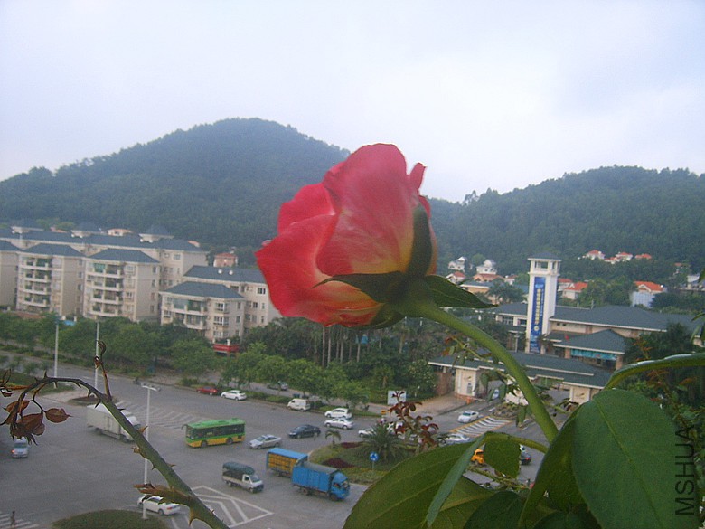 SUC50008_����.jpg