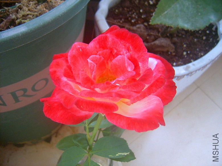 SUC50010_����.jpg