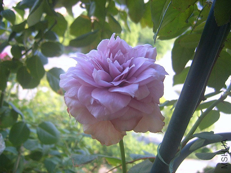 SUC50011_����.jpg