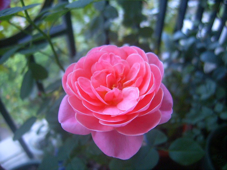 SUC50015_����.jpg