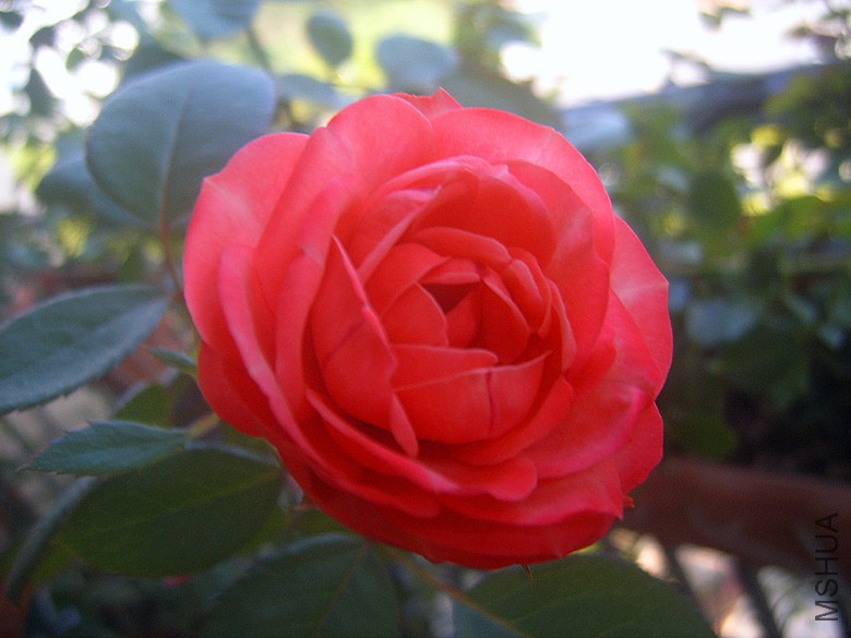 SUC50012_����.jpg
