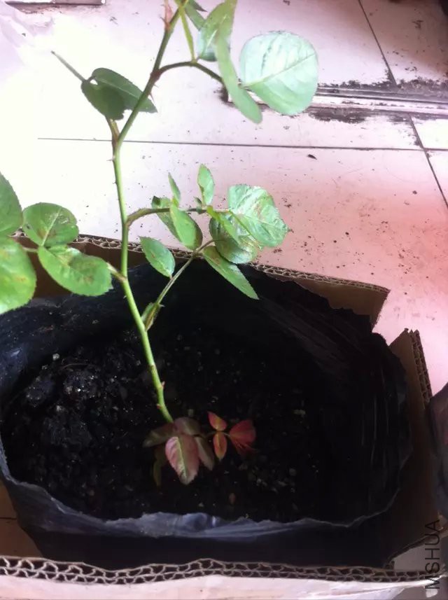 psb (19).jpg