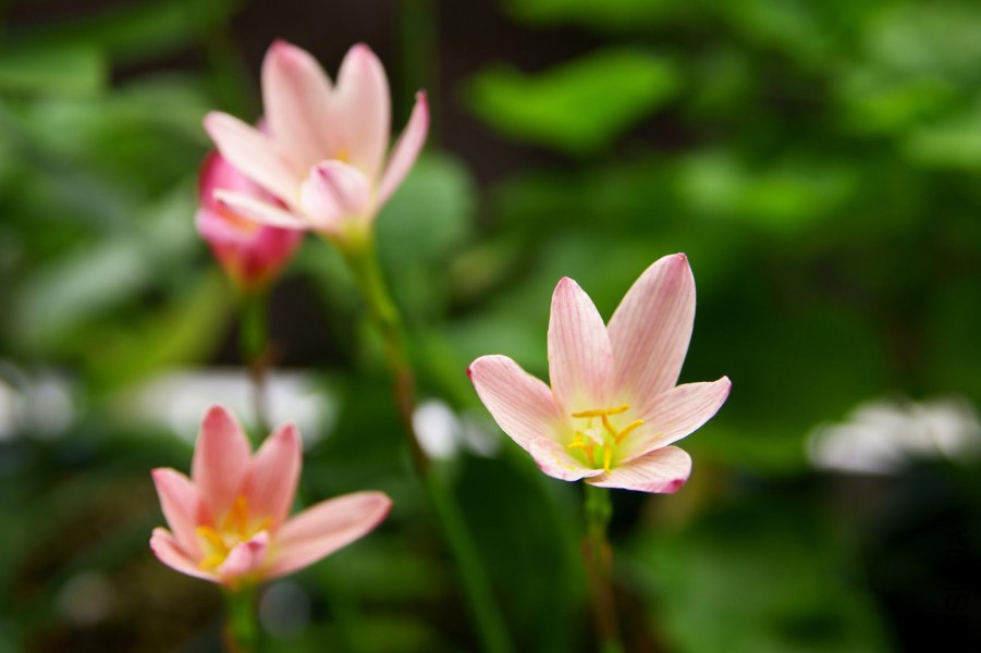 ������Zephyranthes Prairie Sunset 1.jpg